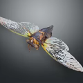 Cicada With Transparent Patterned Wings And Dark Yellow Body On Dark Background Close Up View