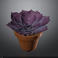 Purple Succulent Plant in Orange Terracotta Pot on Dark Background