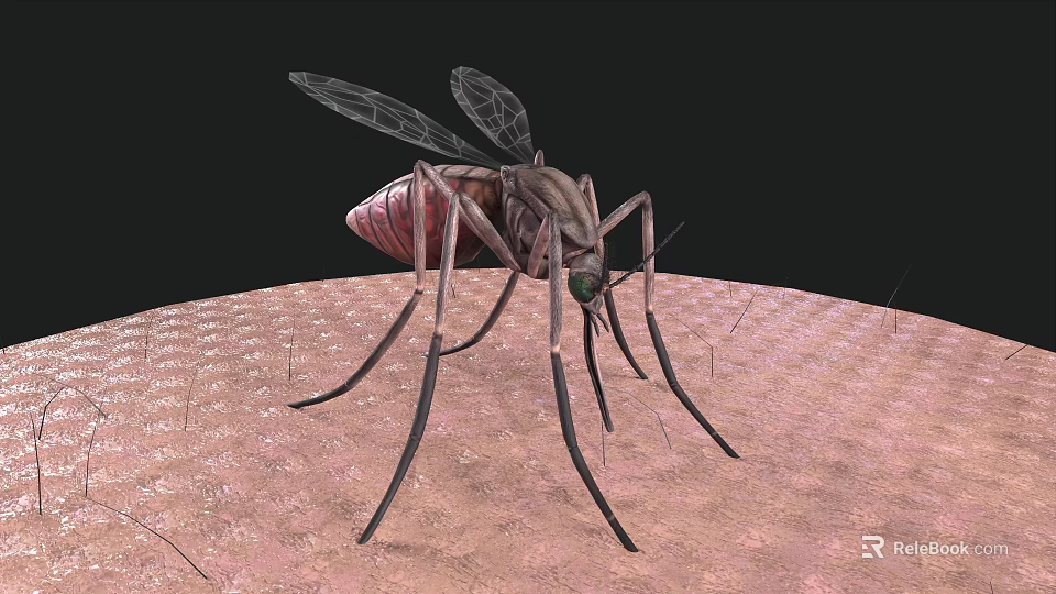 A Flying Animal Mosquito With Transparent Wings And Long Slender Legs Perched On Skin Surface 3d model 