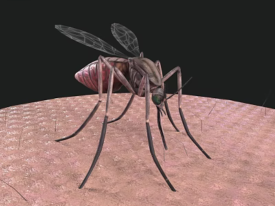 A Flying Animal Mosquito With Transparent Wings And Long Slender Legs Perched On Skin Surface 3d model