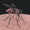 A Flying Animal Mosquito With Transparent Wings And Long Slender Legs Perched On Skin Surface