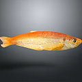 Orange Yellow Fish With Shiny Scales And Prominent Eye Isolated On Gray Background