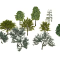 Various Arbor Tree Species with Different Green Foliage and Natural Shapes