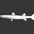 Large Predatory Fish With Sharp Teeth And Streamlined Blue Silver Body On Dark Surface