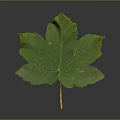 Fresh Green Plant Leaf With Visible Veins And Serrated Edges And Stalk On Gray Background