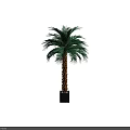 Lush Green Palm Bonsai Potted Plant With Brown Trunk And Square Gray Pot