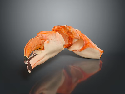 Shiny Orange And White Crab Claw On Dark Background With Reflection 3d model