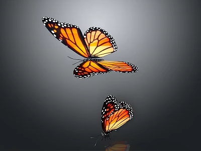 Two Orange And Black Winged Butterflies With Spots On Gray Background And Reflection 3d model