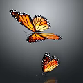 Two Orange And Black Winged Butterflies With Spots On Gray Background And Reflection