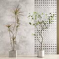 Indoor Bonsai Potted Plants With Lush Green Leaves And Perforated Wall Background