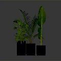 Healthy Green Indoor Plants in Black Pots on Gray Background