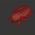 Red And Brown Beetle Specimen With Metallic Sheen Pinned On Black Background Showing Reflection