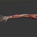 Advanced Medical Device 3D Anatomical Model of Human Arm Muscles for Medical Education