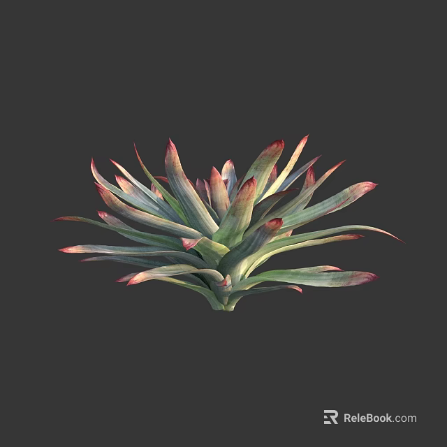 Vibrant Green and Red Leaf Succulent Plant with Pointed Tips and Lush Healthy Growth 3d model 