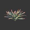 Vibrant Green and Red Leaf Succulent Plant with Pointed Tips and Lush Healthy Growth