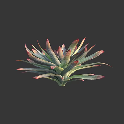 Vibrant Green and Red Leaf Succulent Plant with Pointed Tips and Lush Healthy Growth 3d model