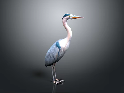 Blue Gray Heron Standing With Long Neck Beak And Legs Isolated On Gray Background 3d model