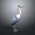Blue Gray Heron Standing With Long Neck Beak And Legs Isolated On Gray Background