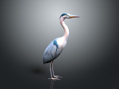 great egret black egret small blue egret yellow-billed egret medium egret white face egret spotted egret 3d model