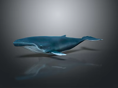 Blue Whale With White Underbelly Floating In 3D Rendering On Gray Background With Reflection 3d model