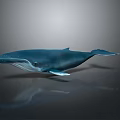 Blue Whale With White Underbelly Floating In 3D Rendering On Gray Background With Reflection 3d model
