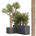 Bonsai Potted Plants With Green Foliage In Square Black Containers And Decorative Pebbles