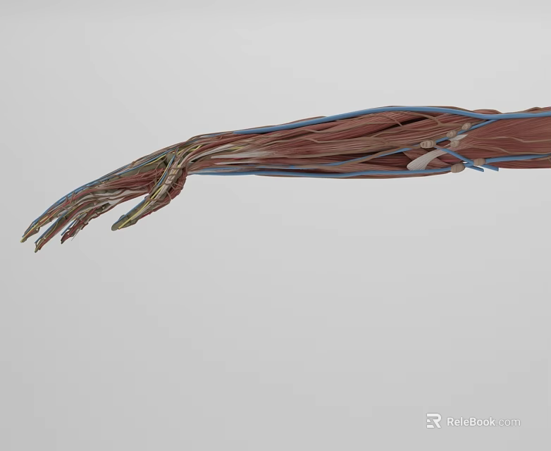 3D Rendered Head Organ Anatomical Structure With Muscles And Blood Vessels 3d model 