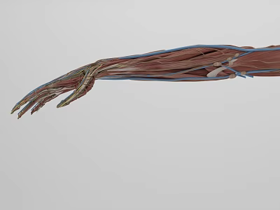 3D Rendered Head Organ Anatomical Structure With Muscles And Blood Vessels 3d model