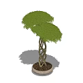 Potted Bonsai Plant With Twisted Trunk And Two Tiered Green Canopy