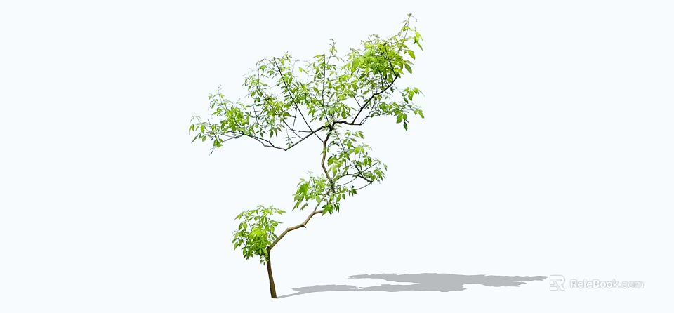 A Tall Tree With Lush Green Leaves And Graceful Branches Casting Soft Shadow 3d model
