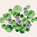 Blooming Lotus Flowers With Green Lily Pads Floating On Calm Water Surface