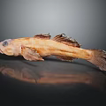 Brownish Yellow Fish With Long Body And Distinct Fins On Dark Background With Reflection
