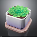 Green Succulent Plant With Lotus Like Leaves In White Square Pot Under Pink Tray