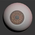 Realistic Human Eyeball Model with Pink Sclera Brown Iris and Hair like Texture Details