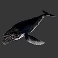 Humpback Whale With Open Mouth And Visible Baleen Plates Against Dark Deep Ocean Background