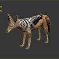Striped Jackal With Brown And Black Fur Pointed Ears Standing On Dark Background With Reflection