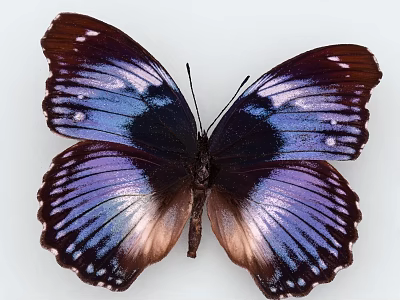 Vibrant Purple And Blue Butterfly With Iridescent Wings And Brown Edges 3d model