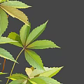 Various Climbing Vines Featuring Green Foliage and Different Leaf Shapes