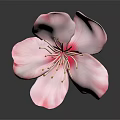 Pink Flower With Delicate Petals And Yellow Stamens On Dark Background