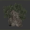 Natural Bonsai Tree On Rock With Lush Green Foliage And Textured Bark