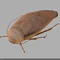 Detailed Close Up View Of Brown Cockroach Body Exoskeleton On Dark Background