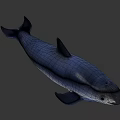 Cute Gray Dolphin Swimming Gracefully In Calm Water Environment