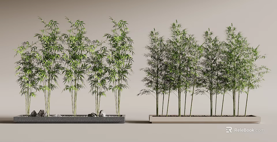 Tall Green Bamboo Plants In Rectangular Planters For Modern Garden Decor 3d model 