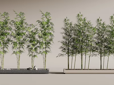 Tall Green Bamboo Plants In Rectangular Planters For Modern Garden Decor 3d model