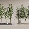 Tall Green Bamboo Plants In Rectangular Planters For Modern Garden Decor