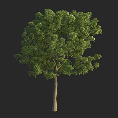 Lush Green Arbor With Dense Foliage Strong Trunk And Natural Setting 3d model