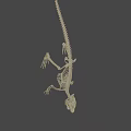 Full Crocodile Skeleton With Detailed Skeletal Structure For Scientific Study