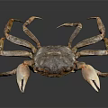 Brown Crab With Large Claws And Textured Shell On Dark Reflective Surface 3d model