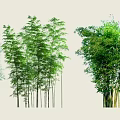Various Types Of Bamboo With Green Leaves And Tall Stems In Natural Setting