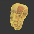 High Quality Medical Device Human Head Anatomical Model for Medical Education with Detailed Muscle Structure